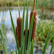 Cattail Seeds for Wetland Gardens