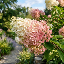 Hydrangea Paniculata Shrub Seeds for Garden Borders - White & Pink Flowering Shrubs for Outdoor Landscaping