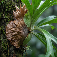 Platycerium Fern Spores – Staghorn Fern Planting Material