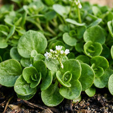 Winter Purslane Seeds – Leafy Vegetable