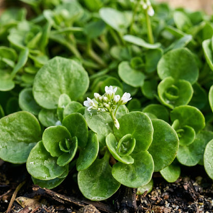 Winter Purslane Seeds – Leafy Vegetable