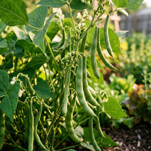 Blue Lake Bean Seeds – Bush Variety