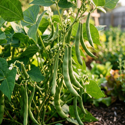 Blue Lake Bean Seeds – Bush Variety
