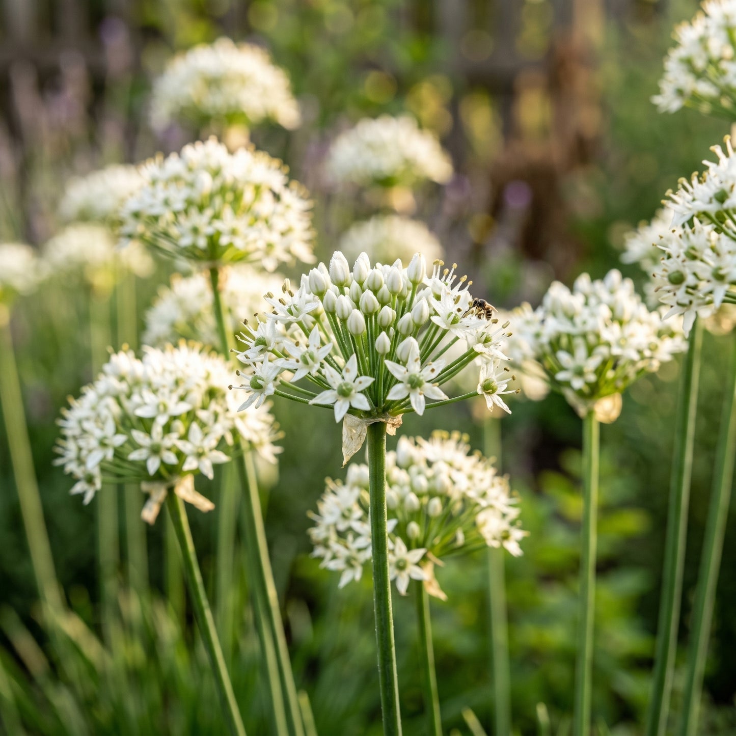 Garlic Chives Seeds Herb Plant for Garden Growing