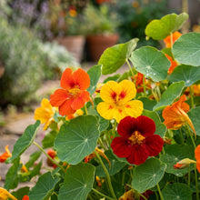 Nasturtium Seeds Flower Plant for Garden Growing