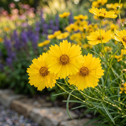 Coreopsis Seeds Flower Plant for Garden Growing