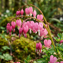 Dicentra Formosa Flower Seeds for Shade Gardens