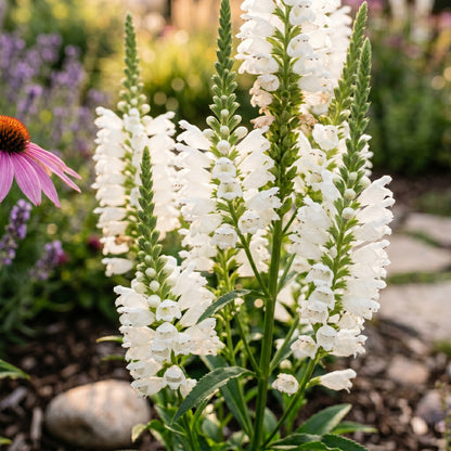 Obedient Crystal Peak Flower Seeds