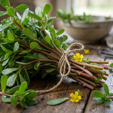 Purslane Seeds (Portulaca oleracea) – Verdolagas Edible Green Seeds