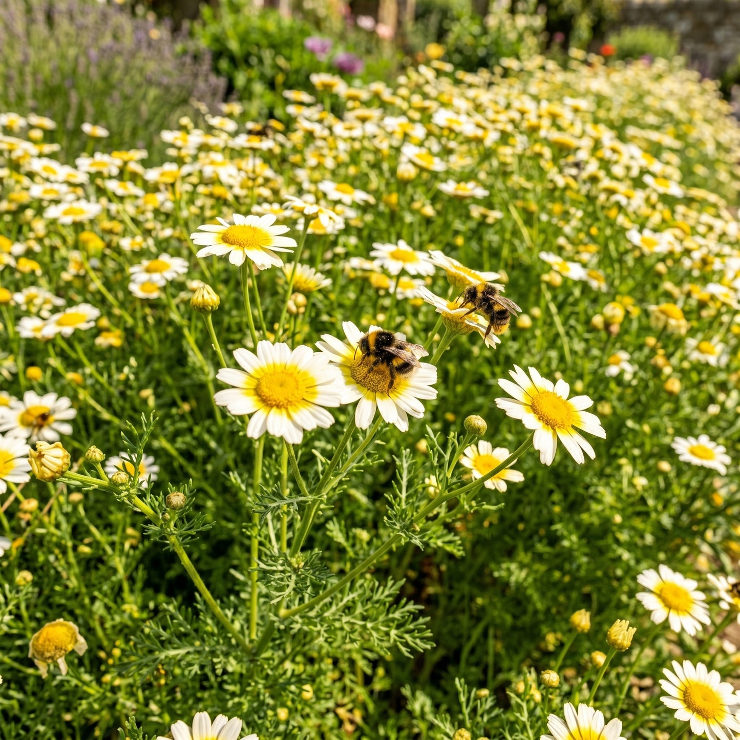 Garland Daisy Seeds (Glebionis coronaria) – Chrysanthemum Edible Flower Seeds