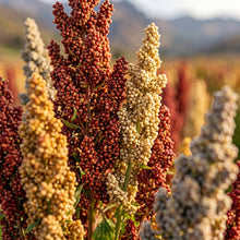 Quinoa Seeds (Chenopodium quinoa) – Bright Quinoa Grain Seeds