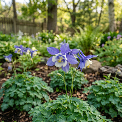 Blue Star Columbine Seeds (Aquilegia caerulea) – Columbine Flower Seeds