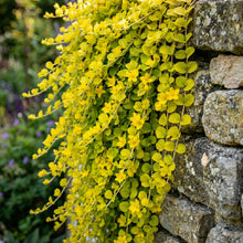Golden Creeping Jenny Seeds (Lysimachia nummularia ‘Aurea’) – Trailing Ground Cover Seeds