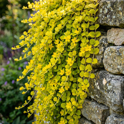 Golden Creeping Jenny Seeds (Lysimachia nummularia ‘Aurea’) – Trailing Ground Cover Seeds