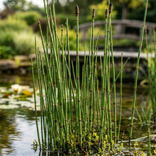 Horsetail Plant (Equisetum hyemale) – Horsetail Reed Live Plant