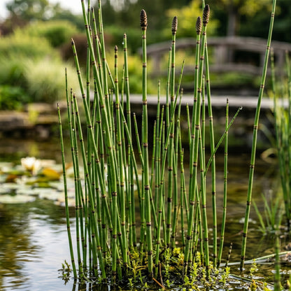 Horsetail Plant (Equisetum hyemale) – Horsetail Reed Live Plant