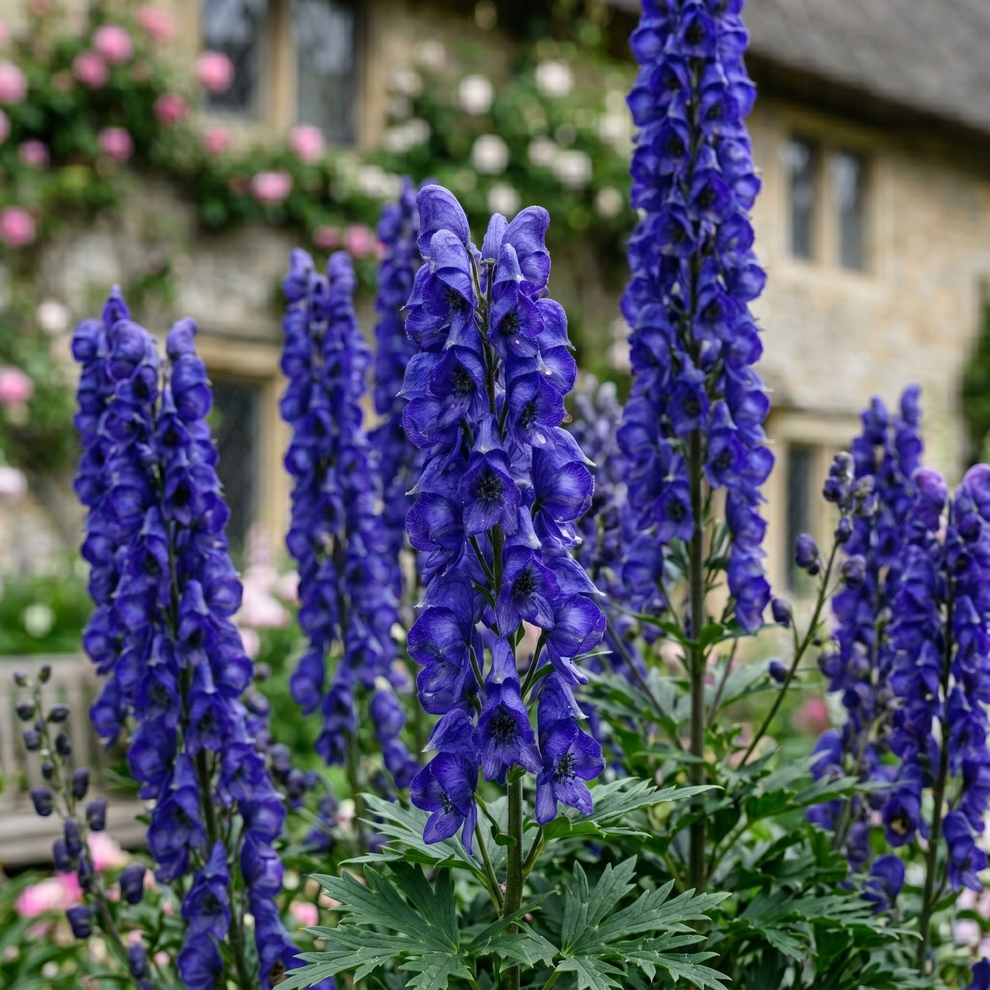 Monkshood Seeds (Aconitum napellus) – Blue Monkshood Flower Seeds