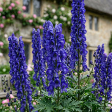 Monkshood Seeds (Aconitum napellus) – Blue Monkshood Flower Seeds