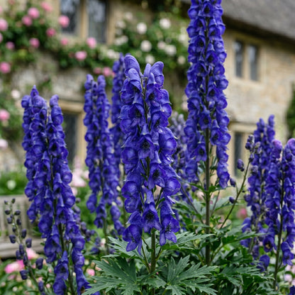 Monkshood Seeds (Aconitum napellus) – Blue Monkshood Flower Seeds