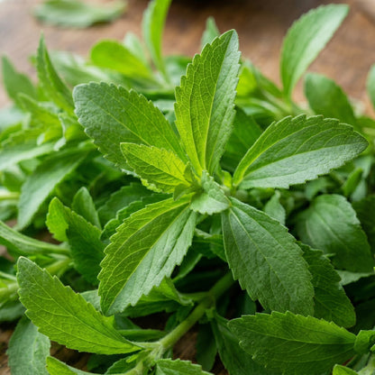 Stevia Seeds (Stevia rebaudiana) – Sweet Leaf Herb Seeds