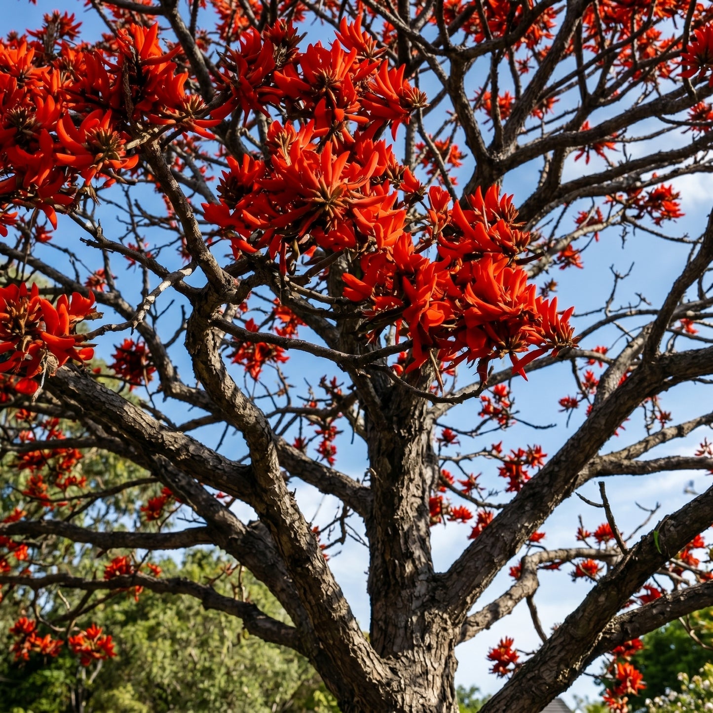 Kaffir Coral Tree Seeds (Erythrina lysistemon) Flowering Tree