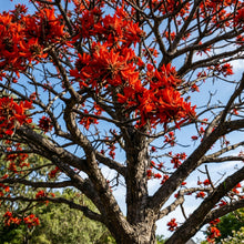 Kaffir Coral Tree Seeds (Erythrina lysistemon) Flowering Tree
