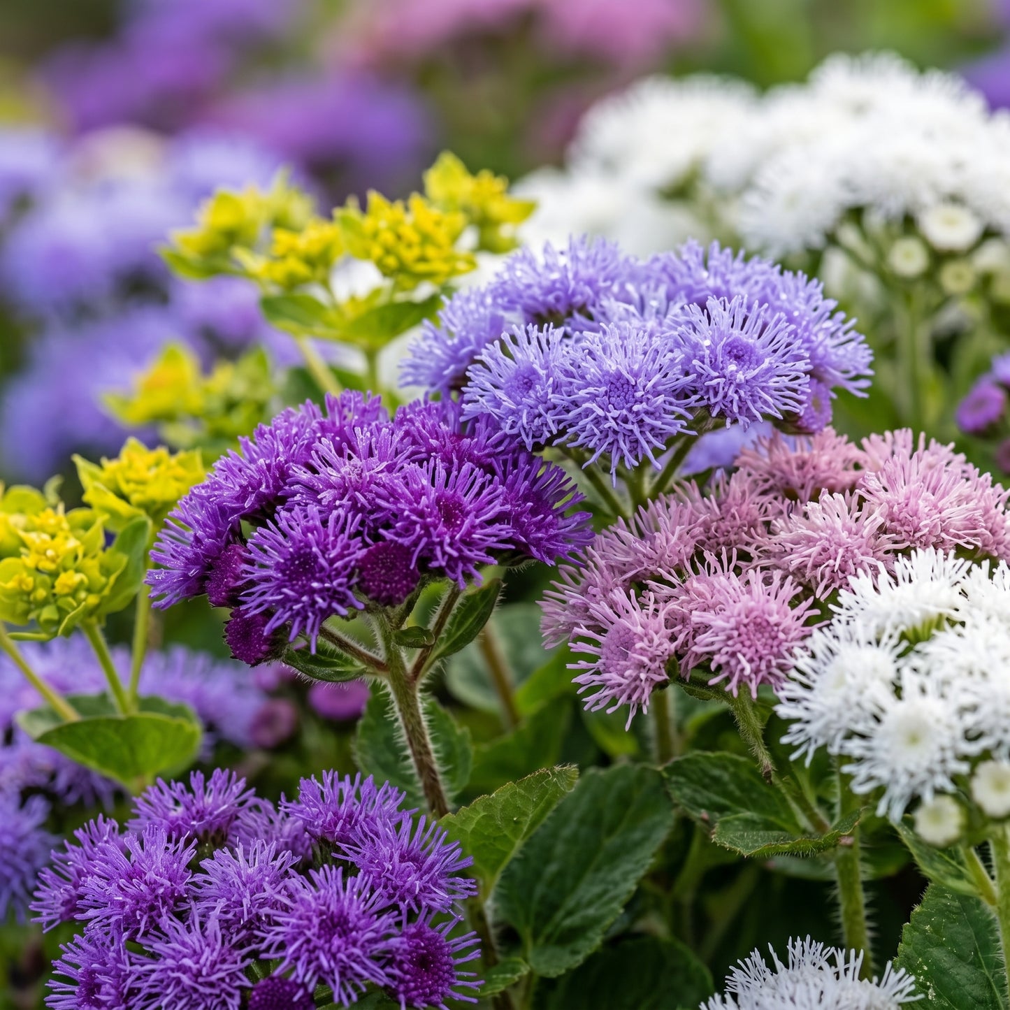 Mixed Ageratum Seeds Flowering Garden Plant