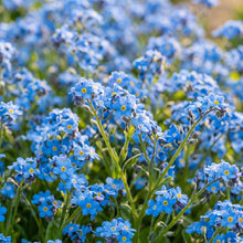 Forget Me Not Seeds Myosotis sylvatica Blue Flower Seeds