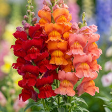 Tetra Mix Snapdragon Seeds (Antirrhinum majus) – Tall Mixed Flower Seeds