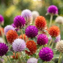 Globe Amaranth Seeds (Gomphrena globosa) – Mixed Color Flower Seeds