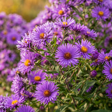 New England Aster Seeds (Aster novae-angliae) – Purple Flower Seeds