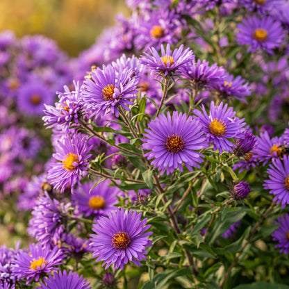 New England Aster Seeds (Aster novae-angliae) – Purple Flower Seeds