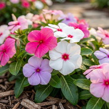 Mixed Periwinkle Seeds Vinca Mixed Color Flower Seeds