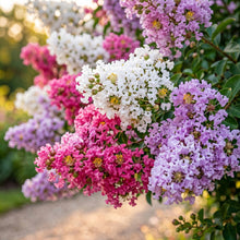Mixed Crepe Myrtle Flower Seeds (Lagerstroemia)