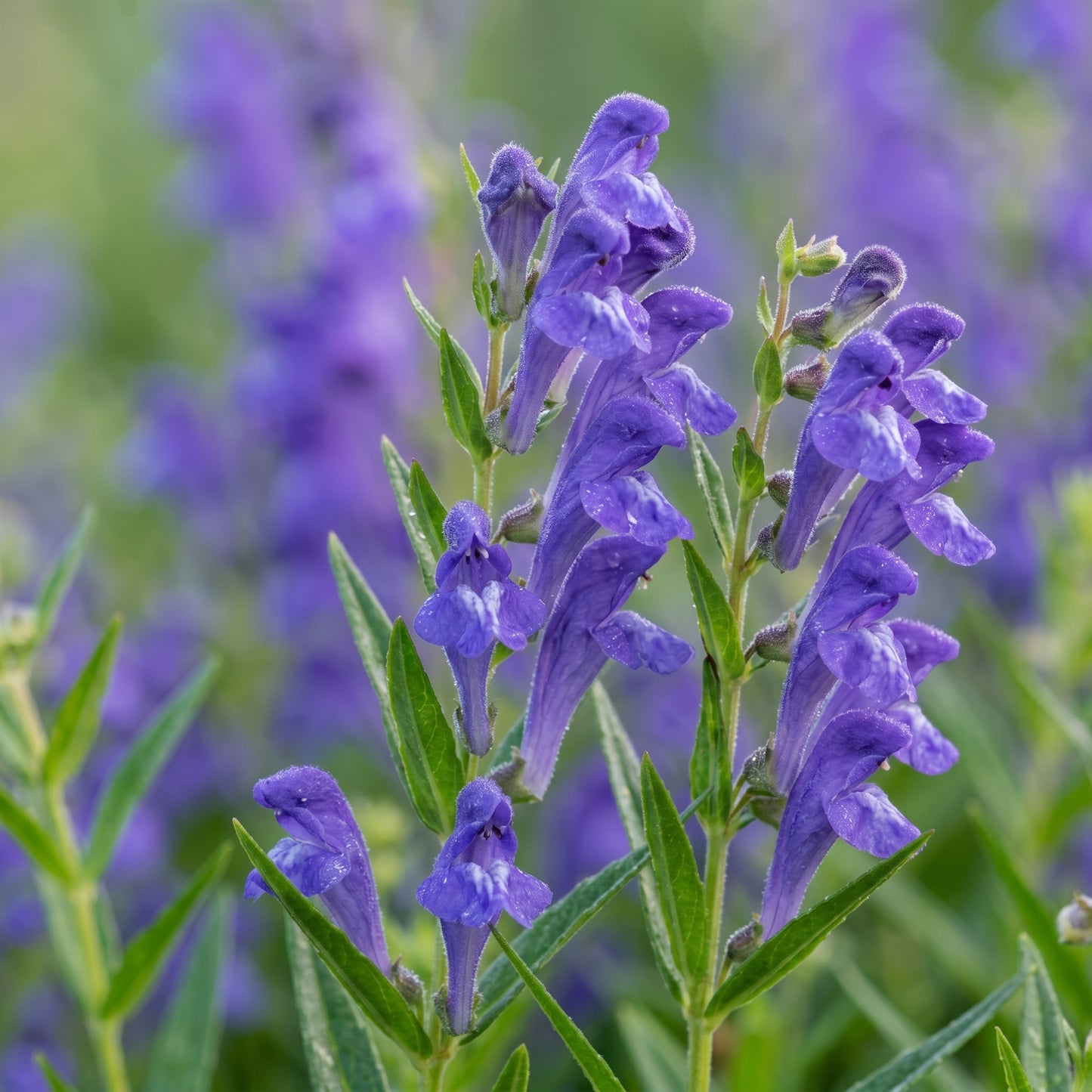 Skullcap Seeds (Scutellaria spp.) – Open Pollinated Perennial Herb Seeds