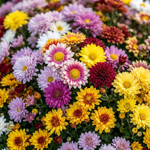 Mixed Color Chrysanthemum Seeds – Garden Flower Seeds