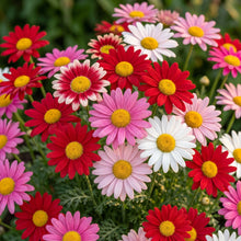 Mixed Pyrethrum Seeds – Garden Flower Seeds