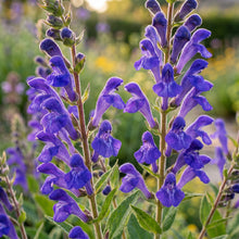 Skullcap Seeds – Scutellaria Herb Garden Seeds
