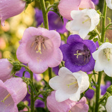 Canterbury Bells Seeds – Campanula Biennial Flower Seeds