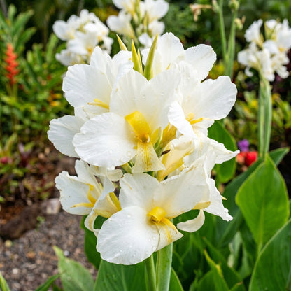 White Canna Lily Seeds – Perennial Flower Garden Seeds