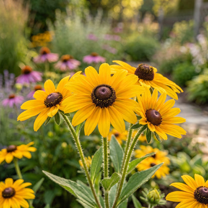 Black Eyed Susan Seeds – Rudbeckia hirta Flower Seeds