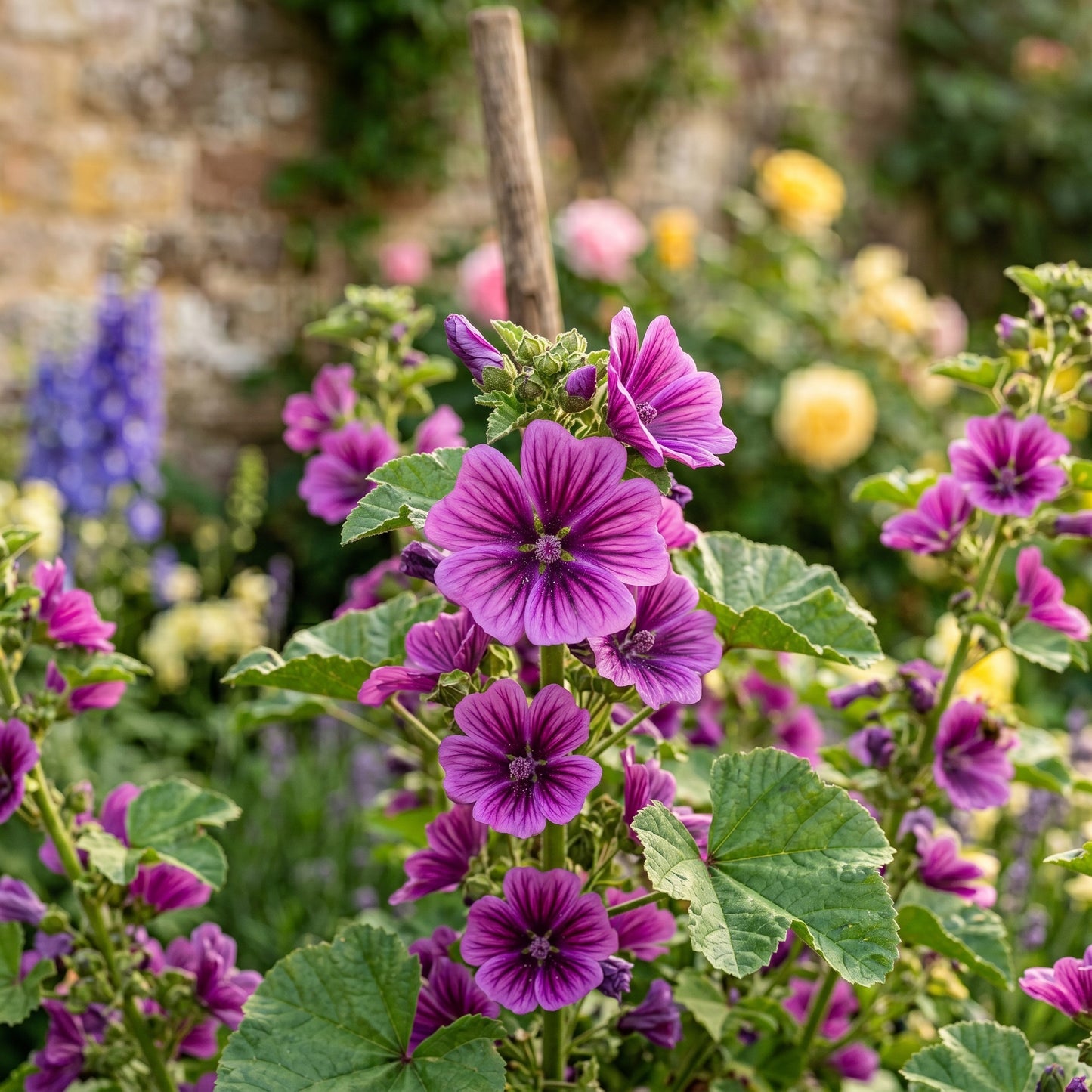 Malva Sylvestris Seeds – Purple Mallow Flower Seeds