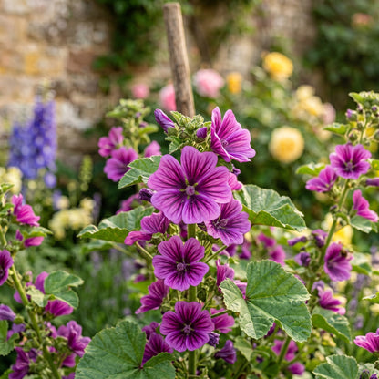 Malva Sylvestris Seeds – Purple Mallow Flower Seeds