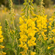 Showy Rattlebox Seeds – Crotalaria Flower Seeds