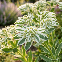 Euphorbia Seeds – Green White Flower Garden Seeds
