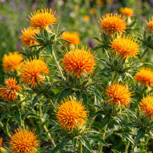 Safflower Seeds – Carthamus tinctorius Flower Seeds