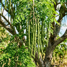 Moringa Seeds – Garden Tree Plant Seeds