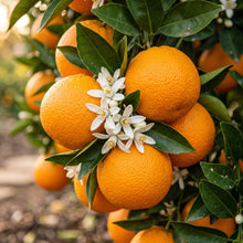 Orange Seeds – Citrus Fruit Plant Seeds