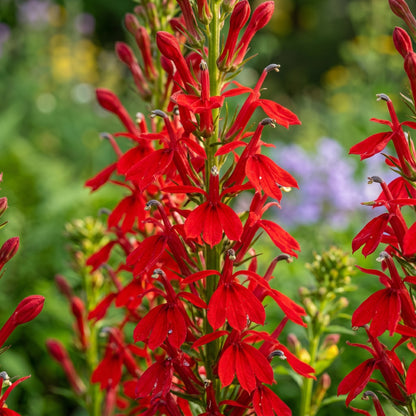 Cardinal Flower Seeds – Lobelia Garden Seeds