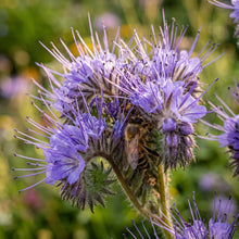 Phacelia Seeds – Purple Flower Garden Seeds